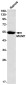 IRF4 Rabbit mAb ABZ2100