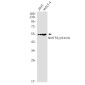 nmt55/p54nrb Rabbit mAb ABZ2102