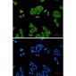 p23 Rabbit mAb ABZ2103