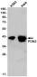 PON2 Rabbit mAb ABZ2104