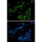 p40-phox Rabbit mAb ABZ2110