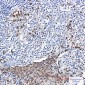 p40-phox Rabbit mAb ABZ2110