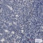 WTAP Rabbit mAb ABZ2116
