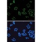 NOLC1 Rabbit mAb ABZ2117