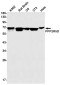 PPP2R5D Rabbit mAb ABZ2121