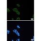 USP10 Rabbit mAb ABZ2122