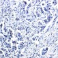 USP10 Rabbit mAb ABZ2122