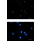 PSF1 Rabbit mAb ABZ2123