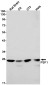 PSF1 Rabbit mAb ABZ2123