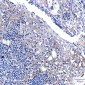 Pumilio 1 Rabbit mAb ABZ2125