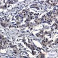 IRF3 Rabbit mAb ABZ2126