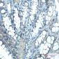 Ihh Rabbit mAb ABZ2128