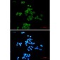 Desmocollin 3 Rabbit mAb ABZ2129