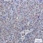 ENT2 Rabbit mAb ABZ2131