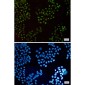 HLTF Rabbit mAb ABZ2132