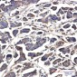 GNA13 Rabbit mAb ABZ2134