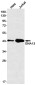 GNA13 Rabbit mAb ABZ2134