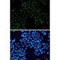 FAM50A Rabbit mAb ABZ2135