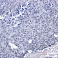FAM50A Rabbit mAb ABZ2135