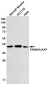 FAM50A Rabbit mAb ABZ2135