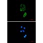 TRIM25 Rabbit mAb ABZ2137