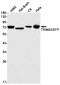 TRIM25 Rabbit mAb ABZ2137