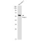 Keap1 Rabbit mAb ABZ2139