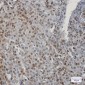 CIRBP Rabbit mAb ABZ2142