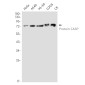 Protein CASP Rabbit mAb ABZ2143