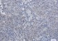CD166 Rabbit mAb ABZ2147