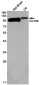 CD166 Rabbit mAb ABZ2147