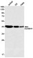 ALKBH1 Rabbit mAb ABZ2149