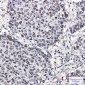 Cullin 4A/4B Rabbit mAb ABZ2152