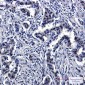 Cullin 4A Rabbit mAb ABZ2153