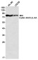 Cullin 4A Rabbit mAb ABZ2153