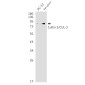 Cullin 3 Rabbit mAb ABZ2154