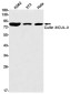 Cullin 3 Rabbit mAb ABZ2154