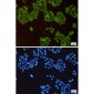 Cullin 1 Rabbit mAb ABZ2156