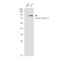 Cullin 1 Rabbit mAb ABZ2156