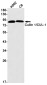 Cullin 1 Rabbit mAb ABZ2156