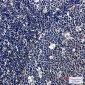 SNX1 Rabbit mAb ABZ2158
