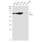 SNX1 Rabbit mAb ABZ2158