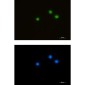 HDAC1 Rabbit mAb ABZ2165