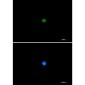 Pin1 Rabbit mAb ABZ2167
