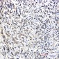 Pin1 Rabbit mAb ABZ2167