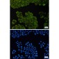 beta III Tubulin Rabbit mAb ABZ2169