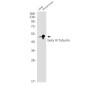 beta III Tubulin Rabbit mAb ABZ2169