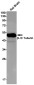 beta III Tubulin Rabbit mAb ABZ2169