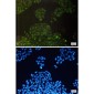cIAP1 Rabbit mAb ABZ2172