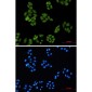 Smad4 Rabbit mAb ABZ2173